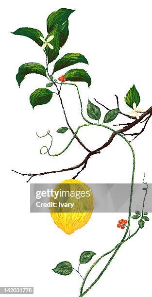 lemon flower and lemon on tree on white background - lemon tree stock illustrations