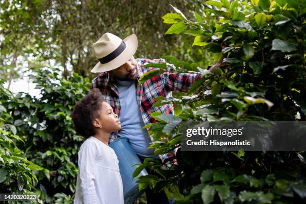 un agriculteur colombien enseigne à sa fille comment collecter les grains de café - plantation de café photos et images de collection