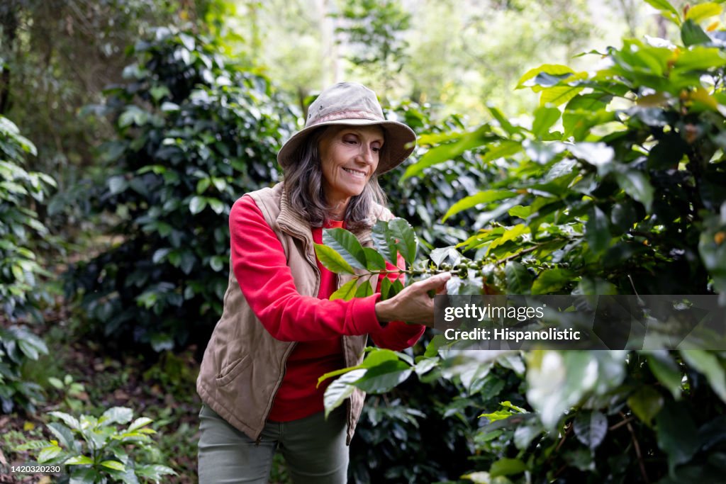 Tourist collecting coffee beans at a Colombian coffee farm