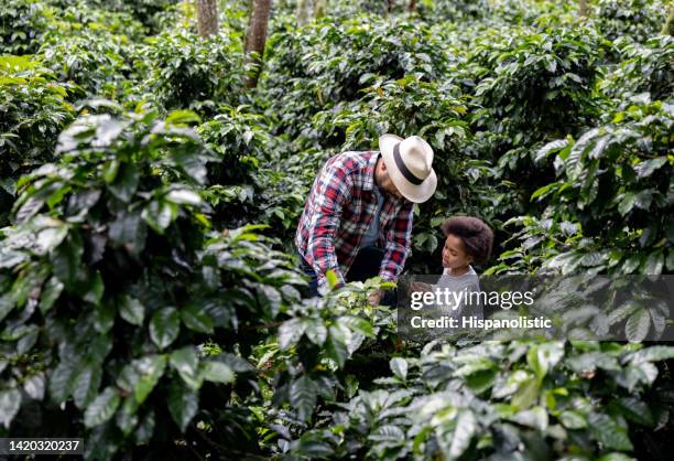 farmer collecting coffee beans with the help of his daughter - zuid amerikaanse volksstammen stockfoto's en -beelden