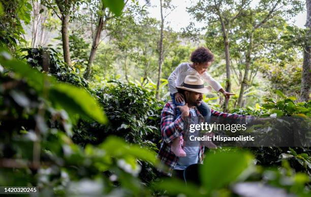 coffee farmer teaching his daughter house to harvest the crop - zuid amerikaanse volksstammen stockfoto's en -beelden