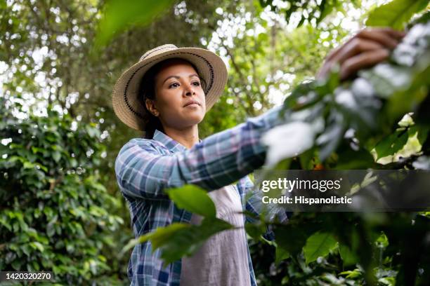 female farmer collecting coffee beans at a colombian farm - zuid amerikaanse volksstammen stockfoto's en -beelden