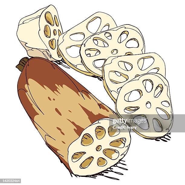 lotus root on white background - lotuswurzel stock-grafiken, -clipart, -cartoons und -symbole