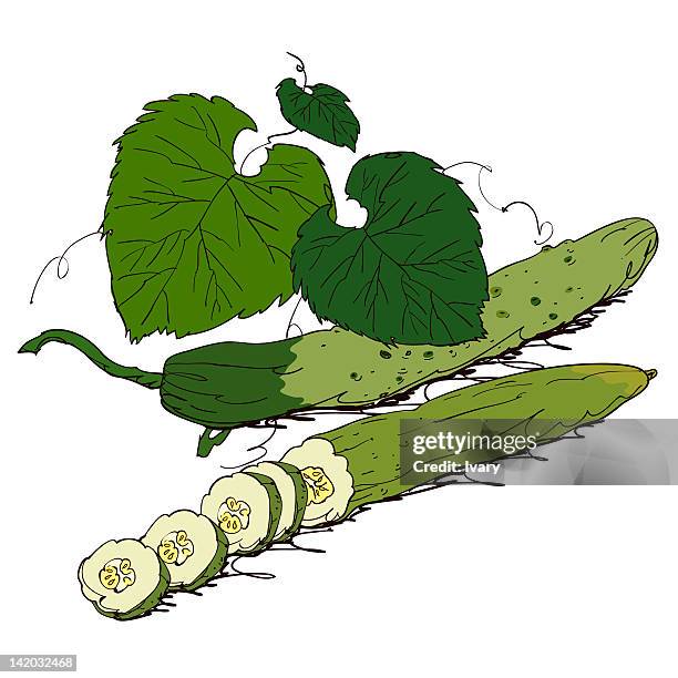 cucumber on white background - cucumber slices white background stock illustrations