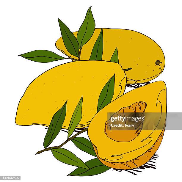 mangoes one split in half on white background - half and half concept stock illustrations