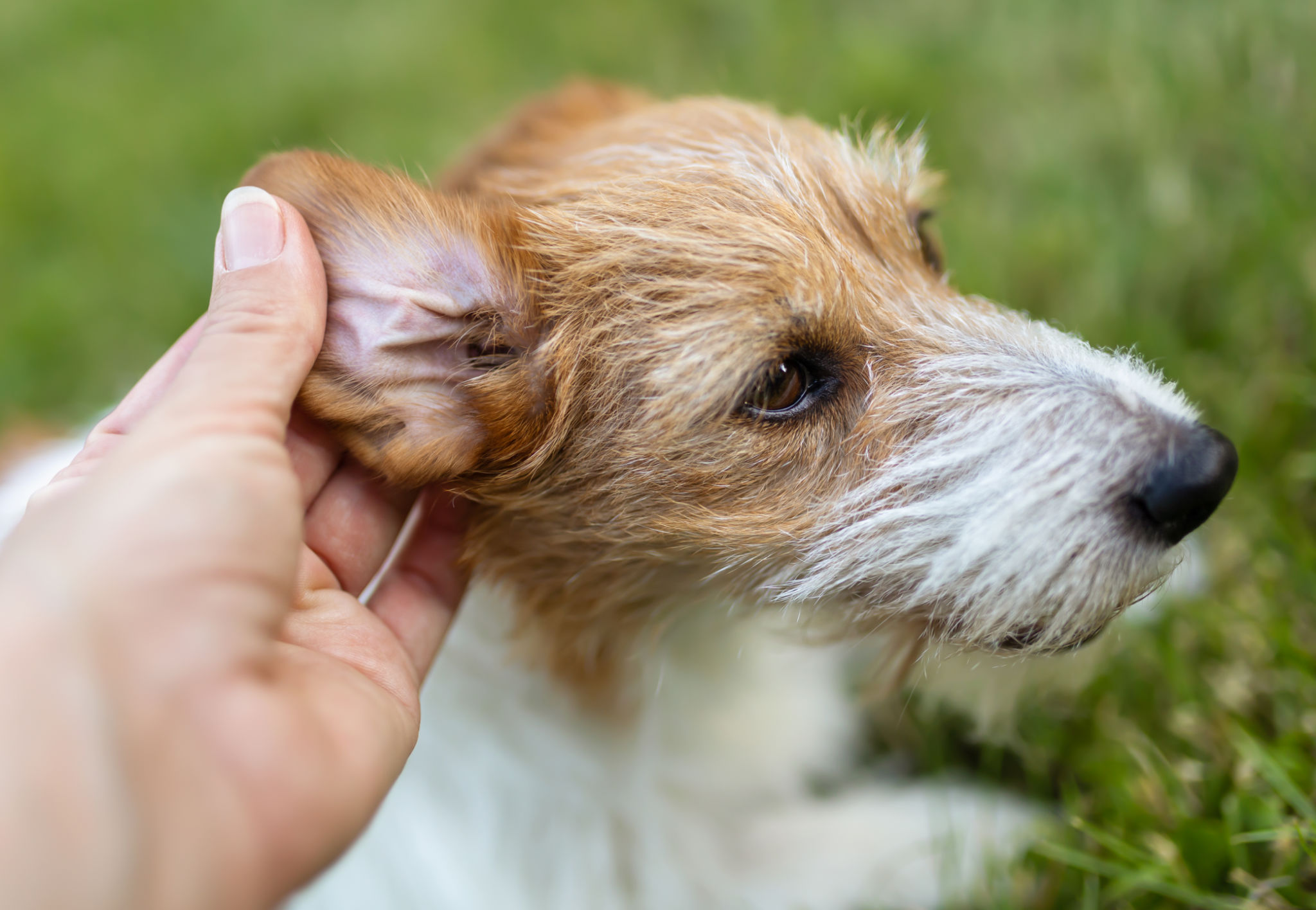dog ear cleaning