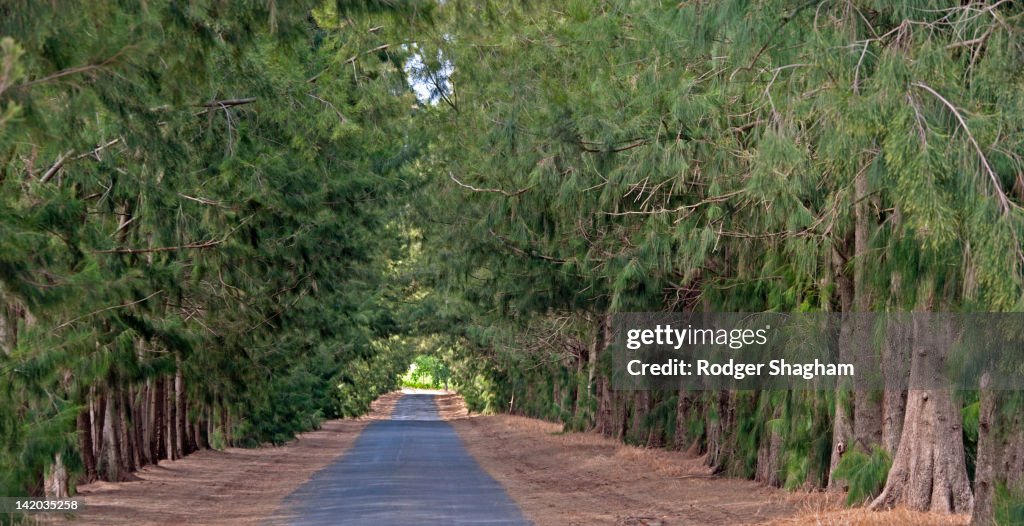 Tree Avenue, Paarl area, Western Cape Province, South Africa