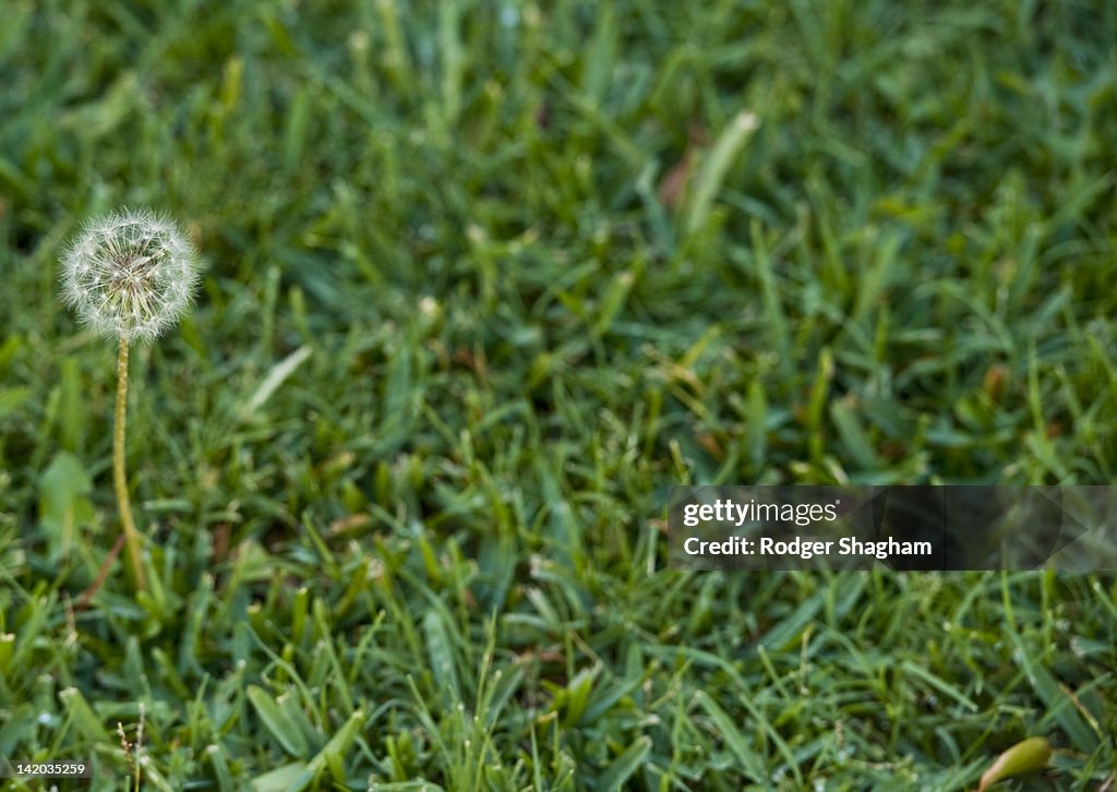 A dandelion on a lawn, Claremont, Cape Town, South Africa