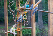 many budgerigars in an aviary