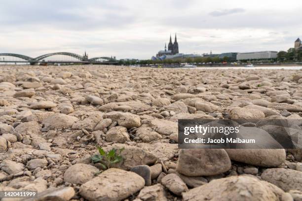 the dried out riverbed of the rhine in cologne, germany - drought stock pictures, royalty-free photos & images