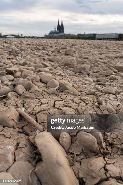 the dried out riverbed of the rhine in cologne, germany - dürre stock-fotos und bilder