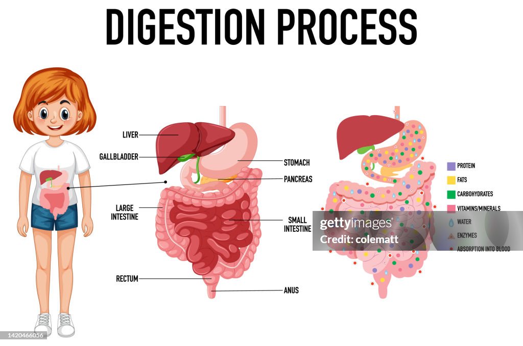 Food Breakdown Process Diagram Showing Digestion Process High-Res Vector Graphic - Getty Images
