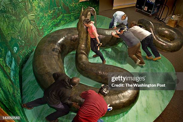 Registrars and facility workers move a 1,700 pound, life-size model of a prehistoric snake into place for an upcoming exhibit at the Smithsonian...