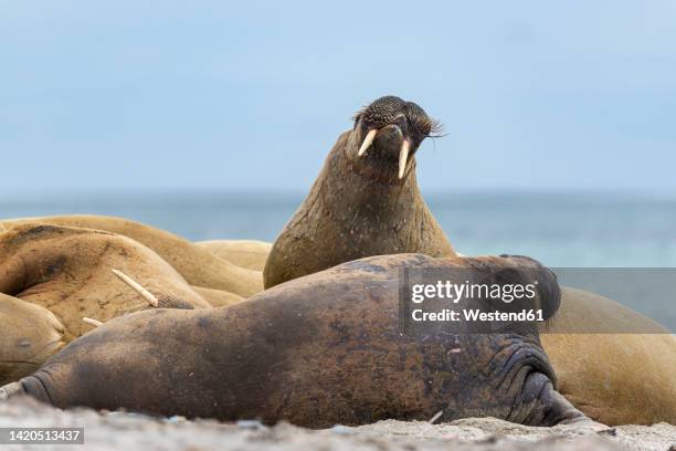 walrus (odobenus rosmarus) colony in svalbard - endangered species stock pictures, royalty-free photos & images