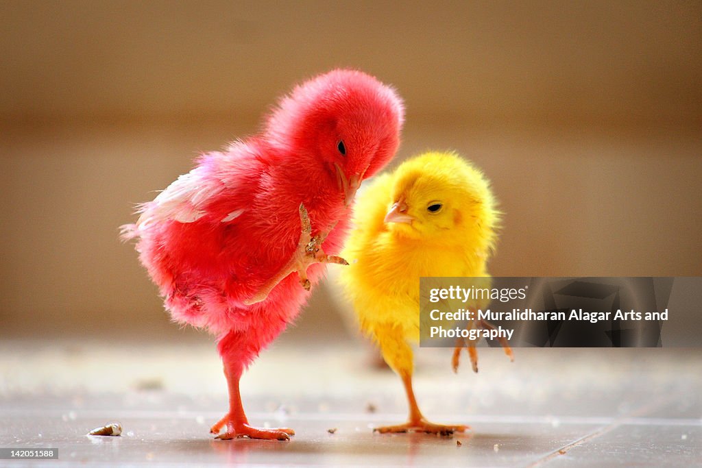 Yellow and red chicks