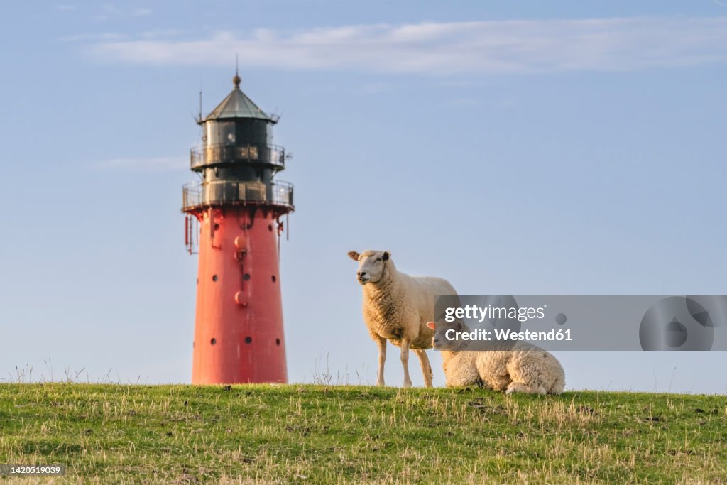 Germany, Schleswig-Holstein, Pellworm, Two sheep in front ofPellwormLighthouse