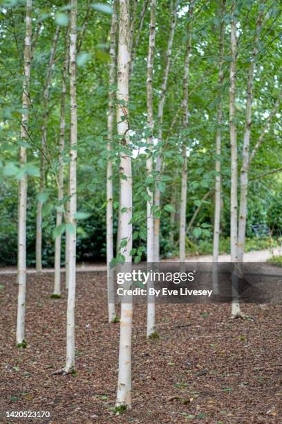 himalayan birch trees - vårtbjörk bildbanksfoton och bilder