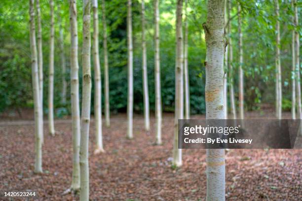 himalayan birch trees - himalayan birch stock pictures, royalty-free photos & images