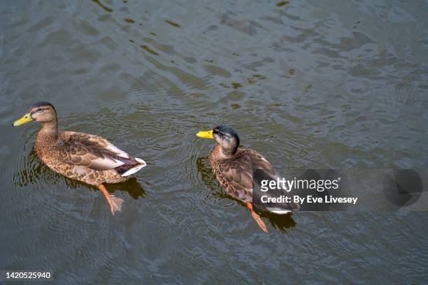 mallard ducks - duck bird stock pictures, royalty-free photos & images