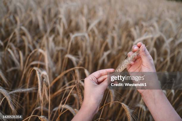 hands of girl holding rye crops - rye grain stock-fotos und bilder
