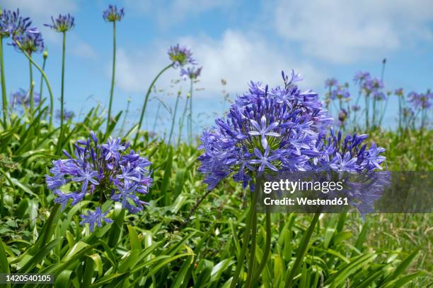 african lilies blooming in spring - african lily photos et images de collection