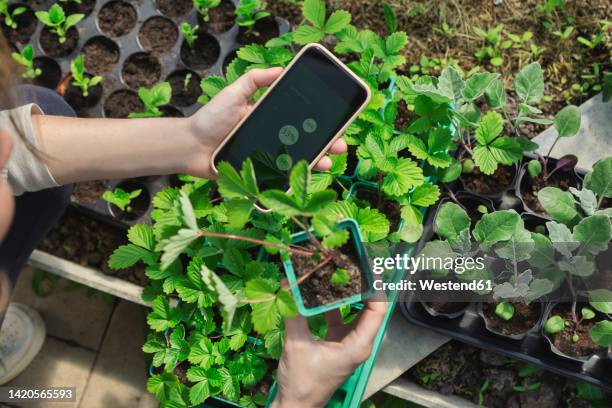 hands of farmer with smart phone examining plants - smart farming stock pictures, royalty-free photos & images