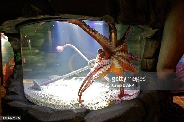 Giant Pacific Octopus is displayed in Sea Life in Blankenberge, on March 29, 2012. The Giant Pacific Octopus is the largest octopus species, with...