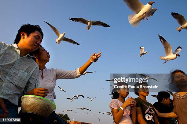 Burmese feed the seagulls at a jetty along the Yangon river ahead of the parliamentary elections on March 29, 2012 in Yangon, Myanmar. The upcoming...