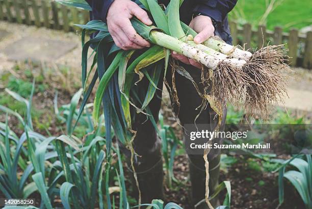 man holding leeks - uprooted stock pictures, royalty-free photos & images