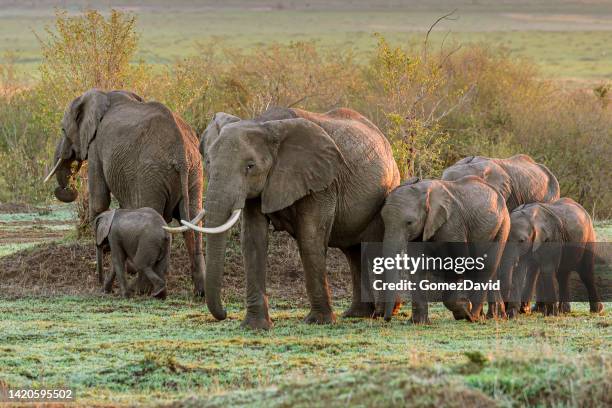 elefante africano rebaño caminando a través de planos - african elephant fotografías e imágenes de stock