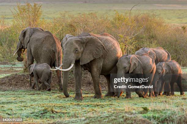 elephant herd walking across african plain - 非洲象 個照片及圖片檔