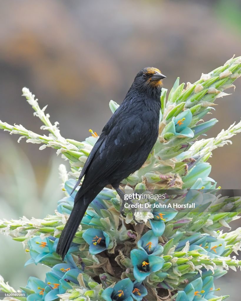 An Austral Blackbird rests on a Chagual flower
