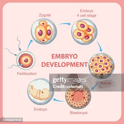 Human Embryonic Development In Human High Biology Diagrams