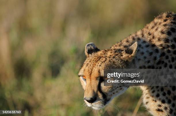 close-up of stalking wild cheetah - big cat stock pictures, royalty-free photos & images