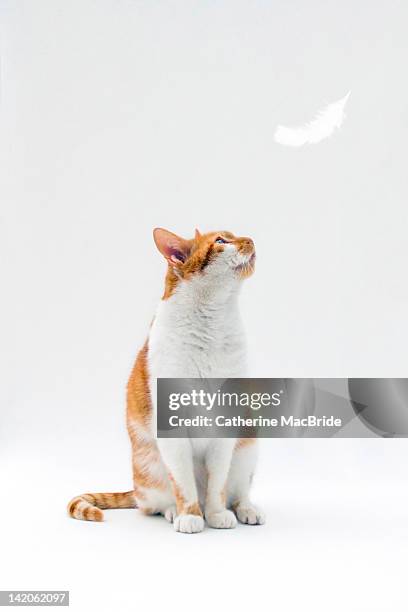 cat looking up towards falling white feather - cat studio stock pictures, royalty-free photos & images
