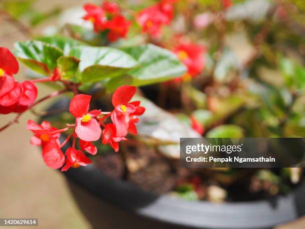 begonia pink flower begoniaceae - wax begonia stock pictures, royalty-free photos & images