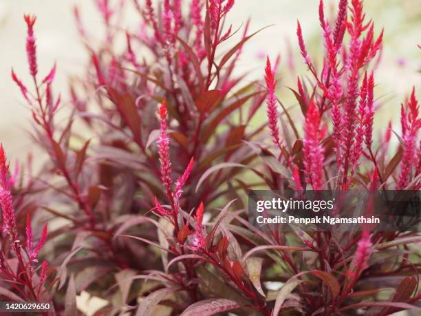 celosia cristata, crested celosia, cockscomb, amaranthaceae - uncultivated imagens e fotografias de stock