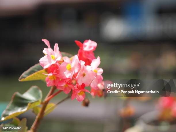 begonia pink flower begoniaceae - wax begonia stock pictures, royalty-free photos & images