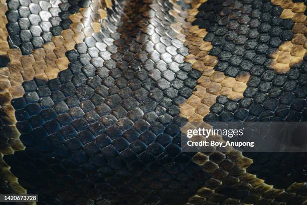 close up of snakeskin pattern and textures of boa. - snake texture stock pictures, royalty-free photos & images