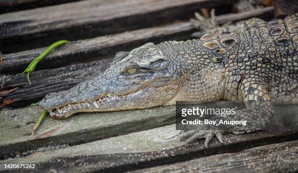 portrait of a crocodile stay on wooden plank. - snout fotografías e imágenes de stock