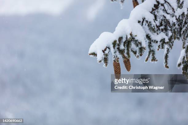 gebirgslandschaft im winter - wald, tannenzapfen - deutschland wald winter stock-fotos und bilder