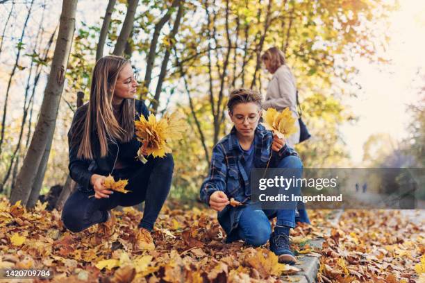 mother and two teenagers collecting autumn leaves - oktober stockfoto's en -beelden