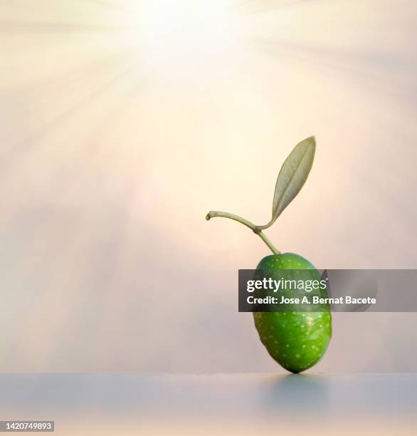 green olives for making olive oil illuminated by sunlight. - olive oil ストックフォトと画像