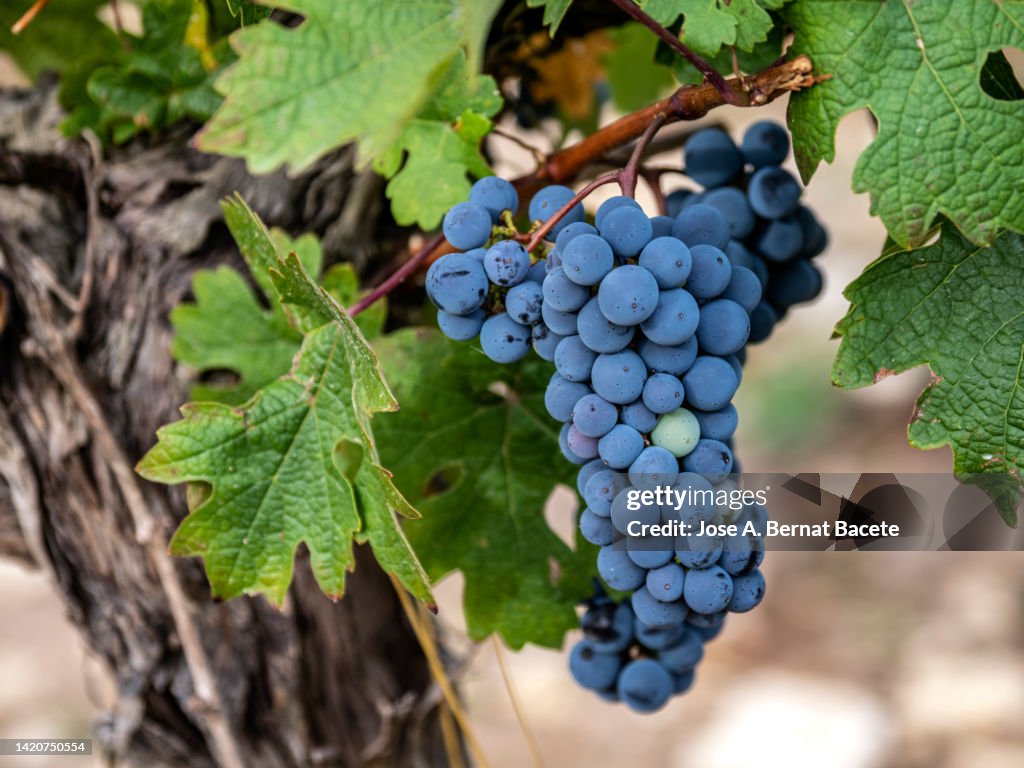 Vineyard with bunches of red grapes in harvest season.