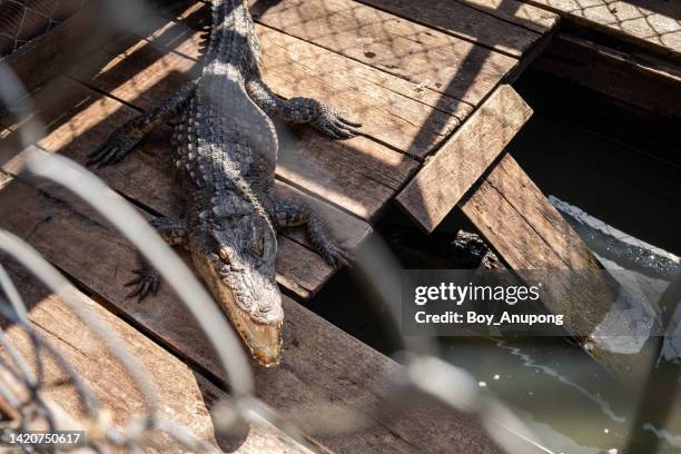 the siamese crocodile living in cage in tonle sap the largest freshwater lake in southeast asia, siem reap province of cambodia. - zoo cage stock pictures, royalty-free photos & images