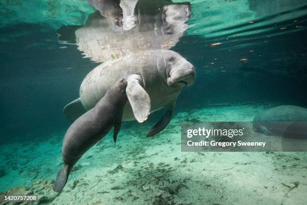 infant florida manatee nurses from mother manatee - floridamanat bildbanksfoton och bilder