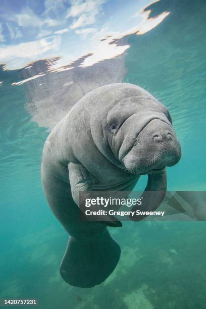 florida manatee in freshwater spring - manatee stockfoto's en -beelden