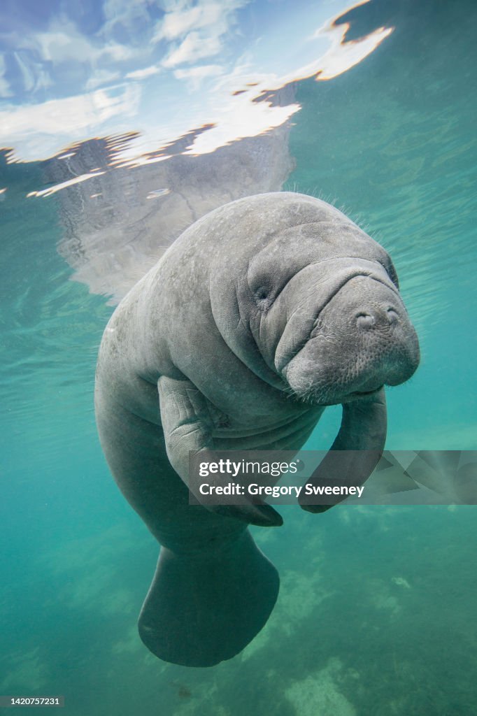 Florida Manatee in freshwater spring