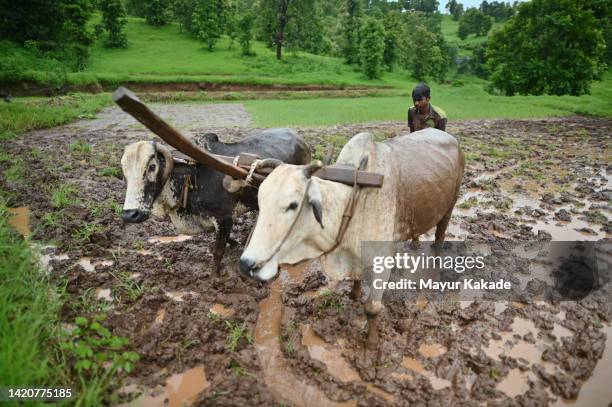 a farmer ploughing in an agricultural field with the help  of bullocks - monsoon stock pictures, royalty-free photos & images