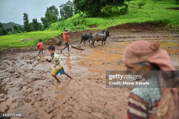 agricoltore che lavora sul campo durante la stagione dei monsoni - maharashtra foto e immagini stock